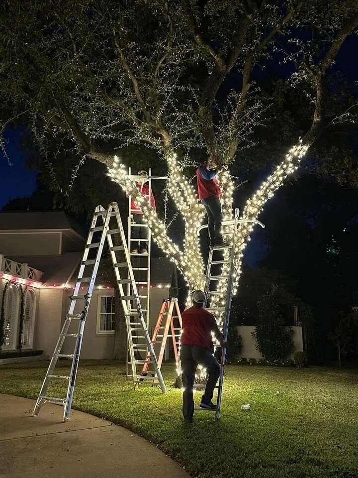 Crew on ladders wrapping a tree in lights