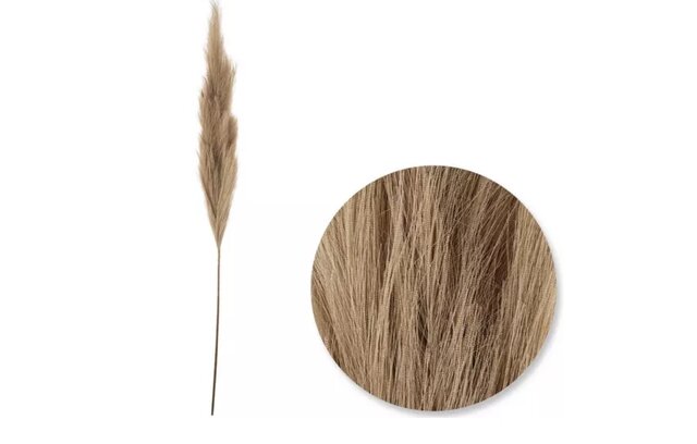 Pampas’s Grass