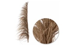 Pampas’s Grasa