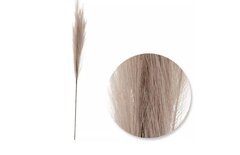 Pampas’s Grass