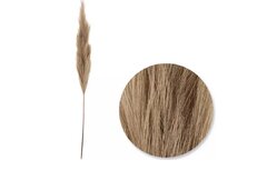 Pampas’s Grass